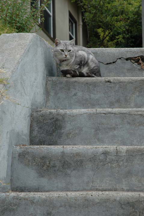 MR005