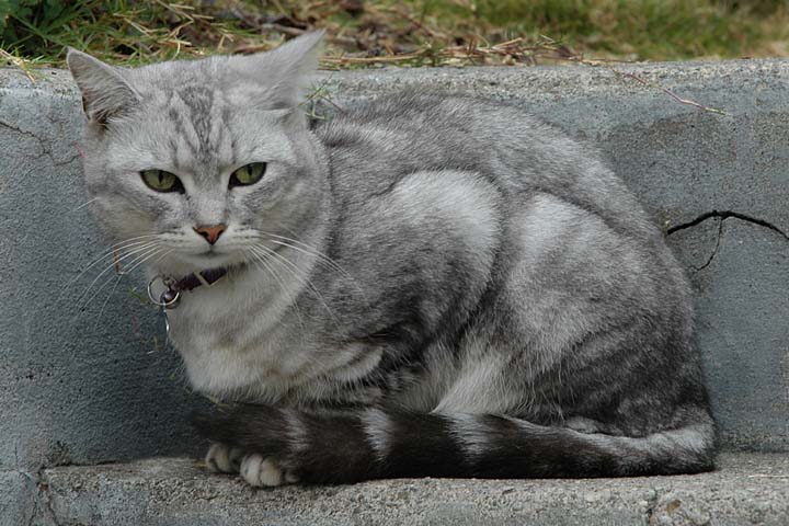 MR006